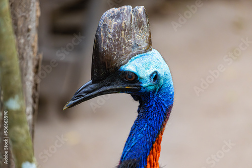 Cassowary in Far North Queensland, Australia
