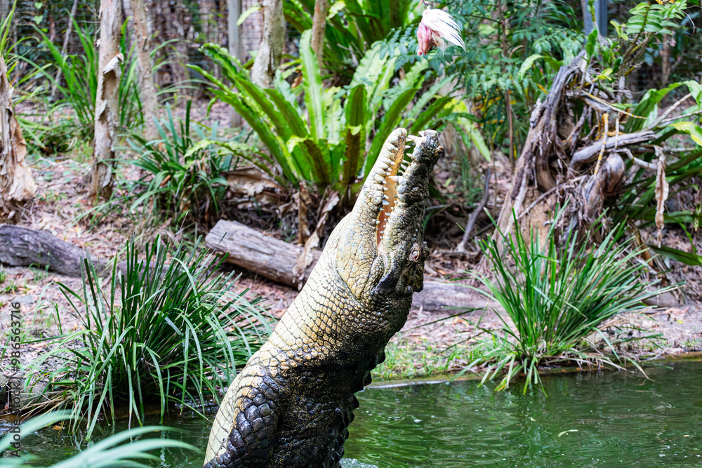 Crocodile feeding in the Far North Queensland, Australia