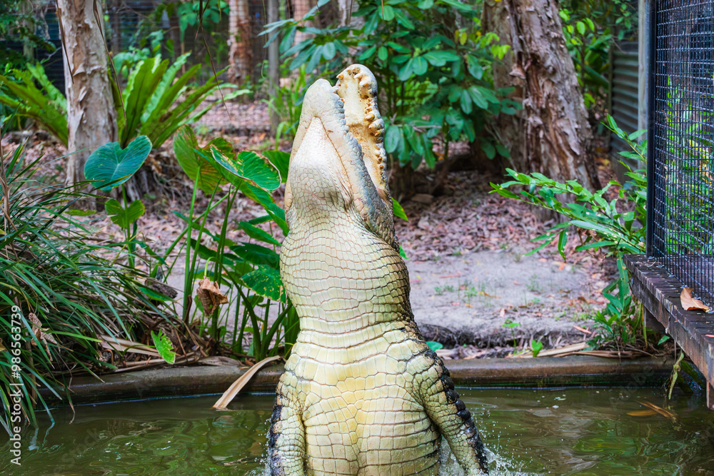 Crocodile feeding in the Far North Queensland, Australia