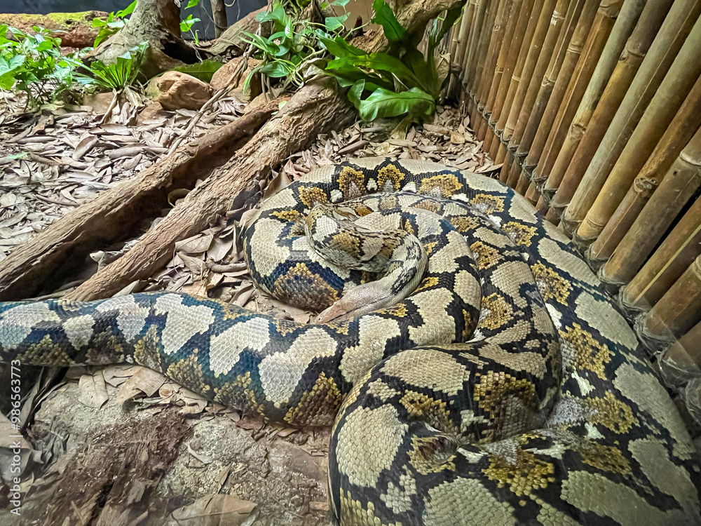 Reticulated python in captivity in Cairns, Australia