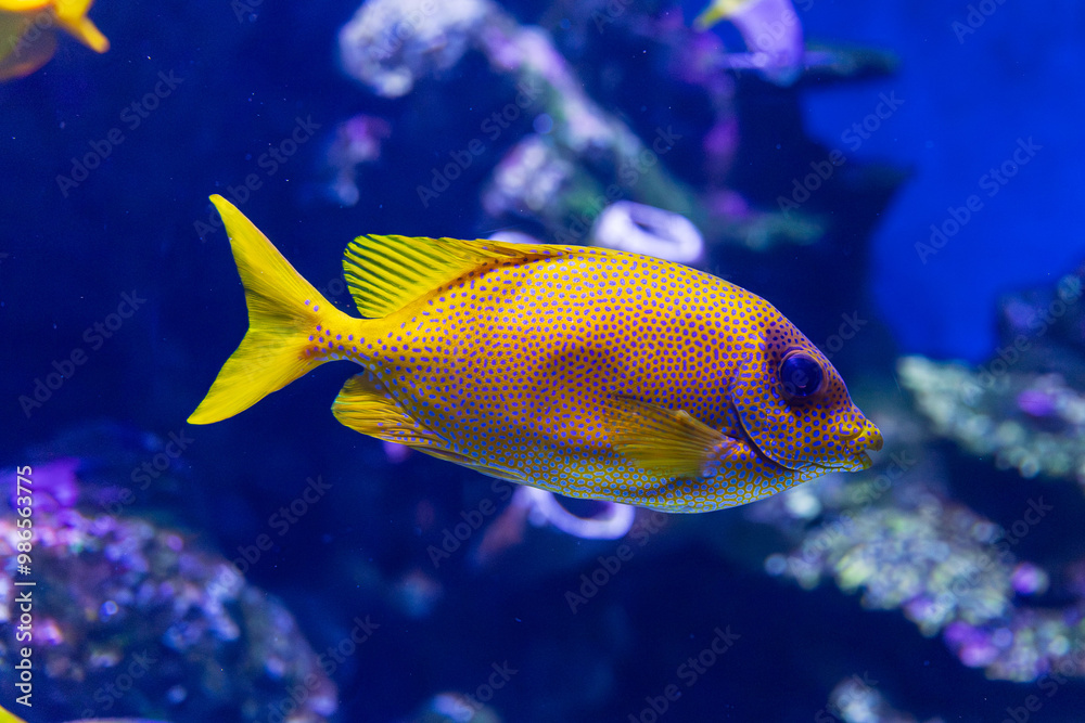 Coral Rabbitfish in tropical water