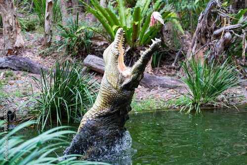 Obraz na płótnie Crocodile feeding in the Far North Queensland, Australia w salonie