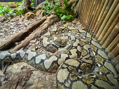 Obraz na płótnie Reticulated python in captivity in Cairns, Australia w salonie