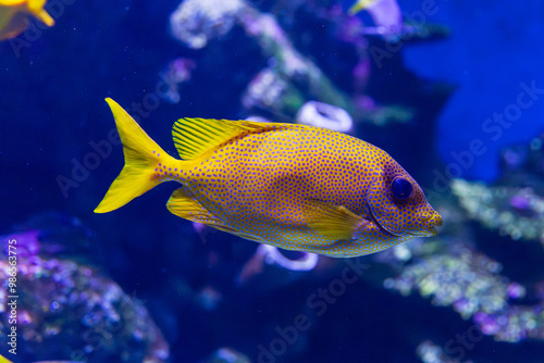 Obraz na płótnie Coral Rabbitfish in tropical water w salonie