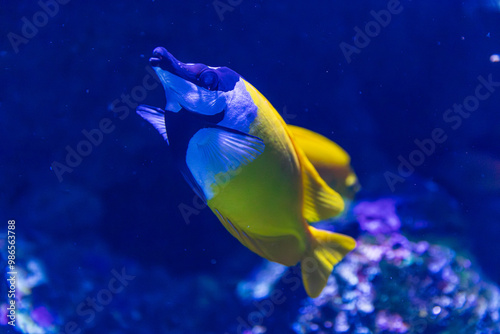 Foxface rabbitfish in Queensland, Australia photo