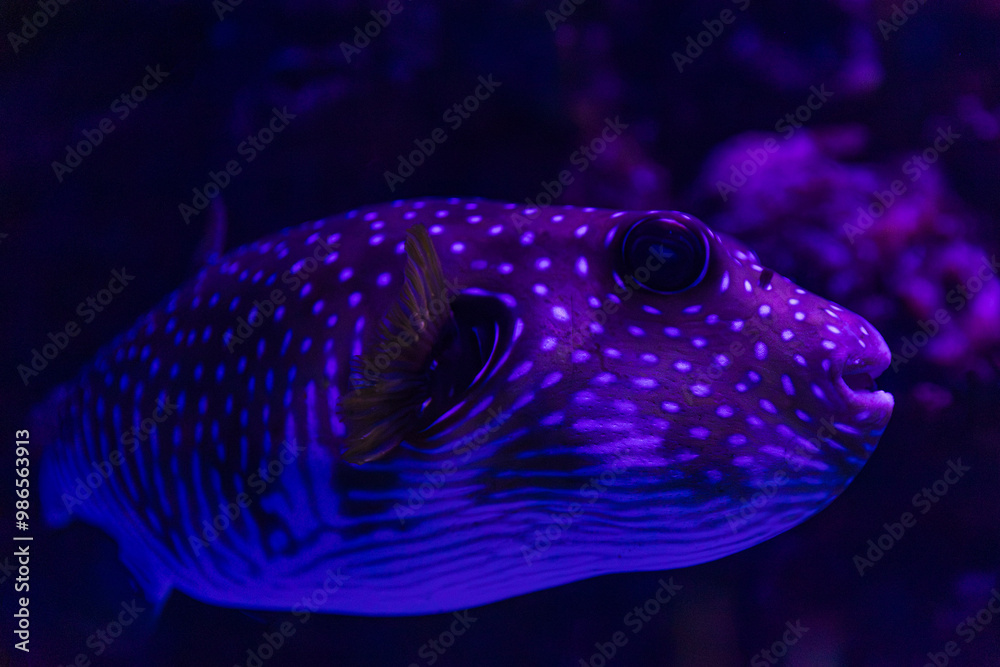 White-Spotted Pufferfish in Cairns, Australia