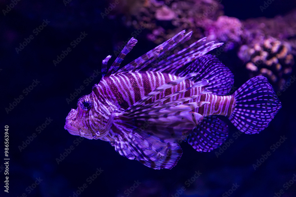 Common Lionfish in Queensland, Australia