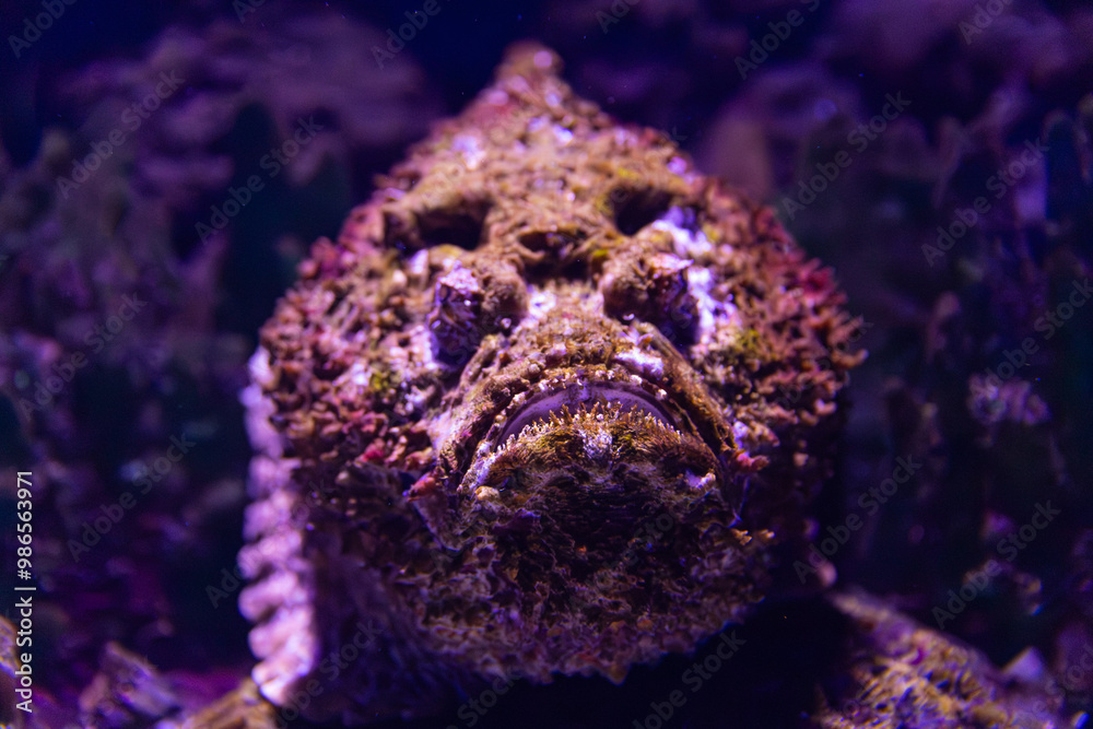 Reef Stonefish in Cairns, Australia
