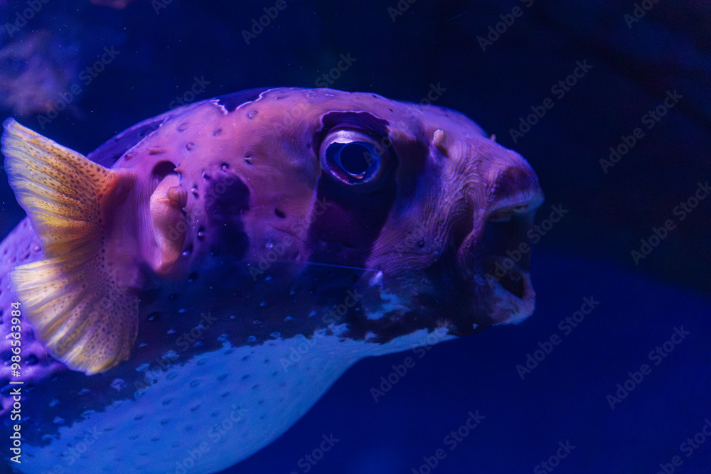White-Spotted Pufferfish in Cairns, Australia