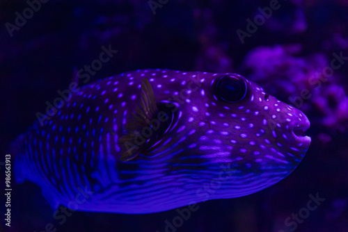 Obraz na płótnie White-Spotted Pufferfish in Cairns, Australia w salonie
