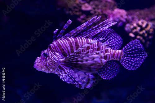 Obraz na płótnie Common Lionfish in Queensland, Australia w salonie