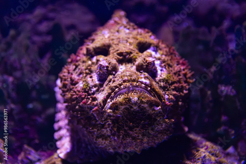 Reef Stonefish in Cairns, Australia photo