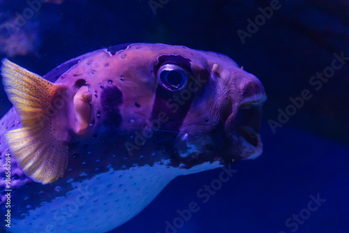 Obraz na płótnie White-Spotted Pufferfish in Cairns, Australia w salonie