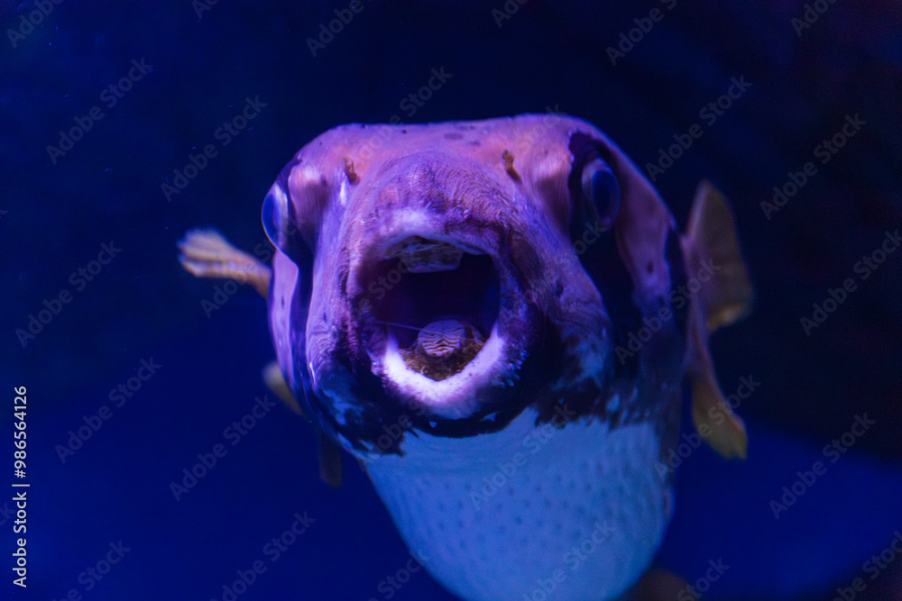 White-Spotted Pufferfish in Cairns, Australia