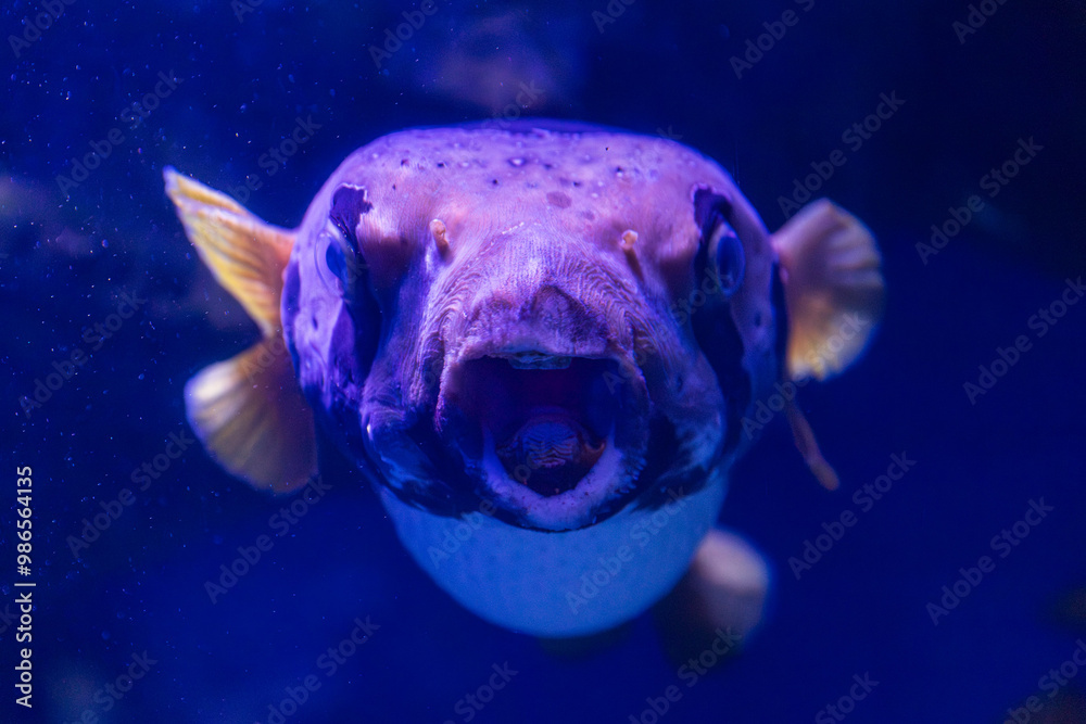 White-Spotted Pufferfish in Cairns, Australia