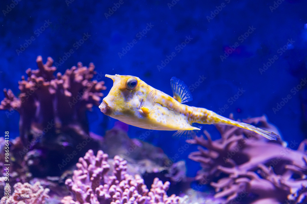 Longhorn Cow Fish in Queensland, Australia