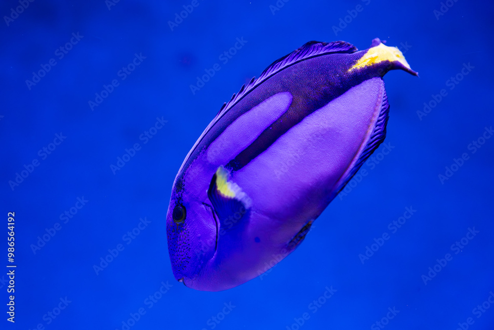 Blue Tang in tropical water