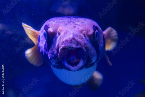 Obraz na płótnie White-Spotted Pufferfish in Cairns, Australia w salonie