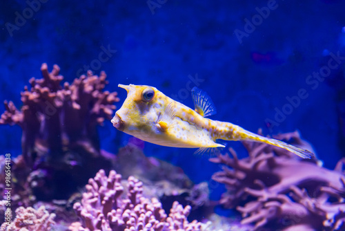 Obraz na płótnie Longhorn Cow Fish in Queensland, Australia w salonie