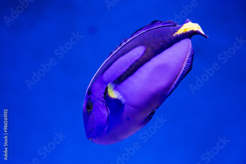 Obraz na płótnie Blue Tang in tropical water w salonie