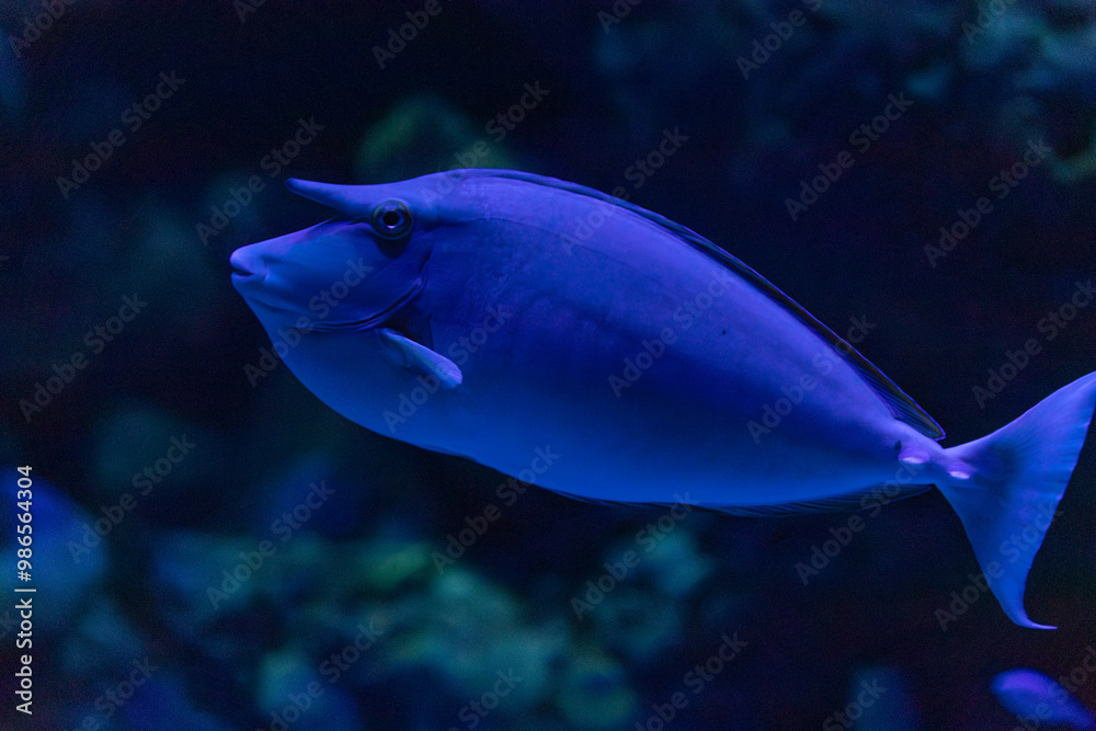 Bluespine Unicornfish, Queensland, Australia