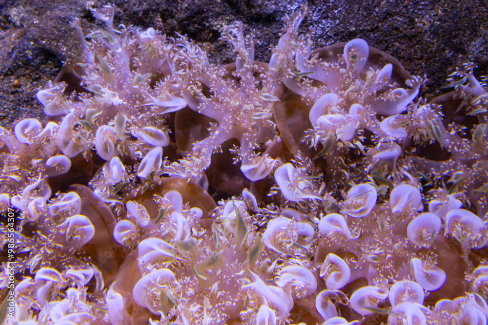 Soft coral in the Far North Queensland, Australia