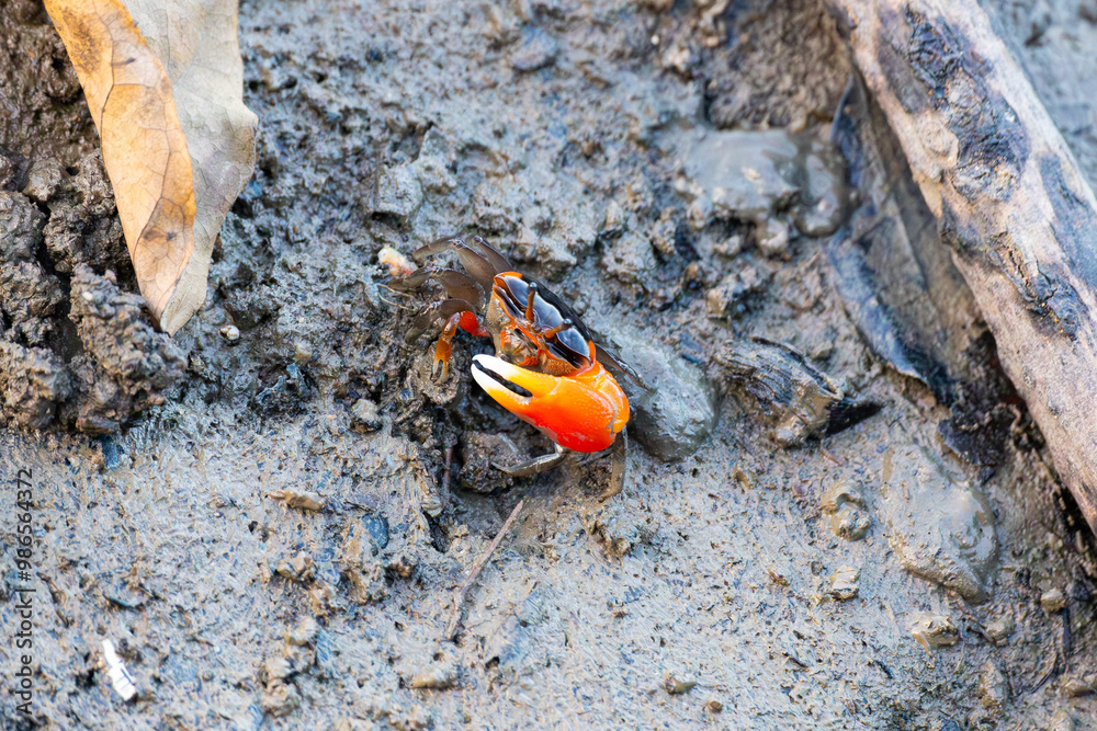 Orange clawed fiddler crab in Cairns Esplanade, Australia