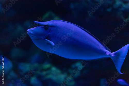 Obraz na płótnie Bluespine Unicornfish, Queensland, Australia w salonie