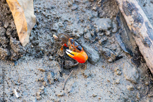 Obraz na płótnie Orange clawed fiddler crab in Cairns Esplanade, Australia w salonie