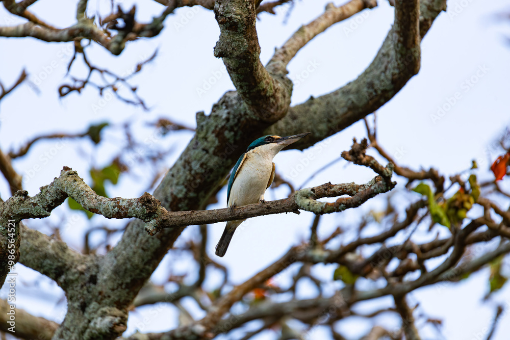 Sacred Kingfisher in Cairns, Queensland, Australia