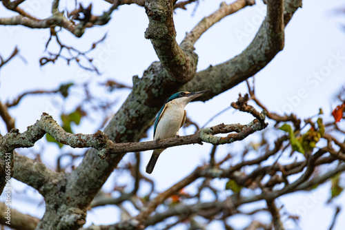 Obraz na płótnie Sacred Kingfisher in Cairns, Queensland, Australia w salonie