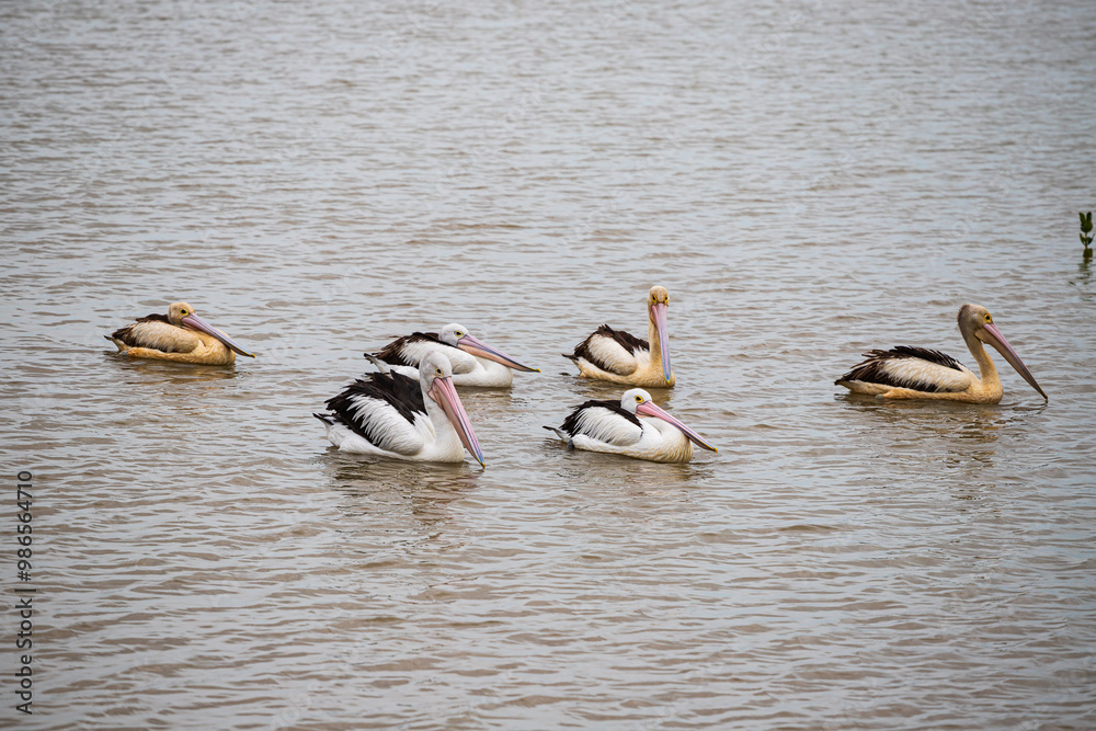 Pelican in Cairns Esplanade, Australia