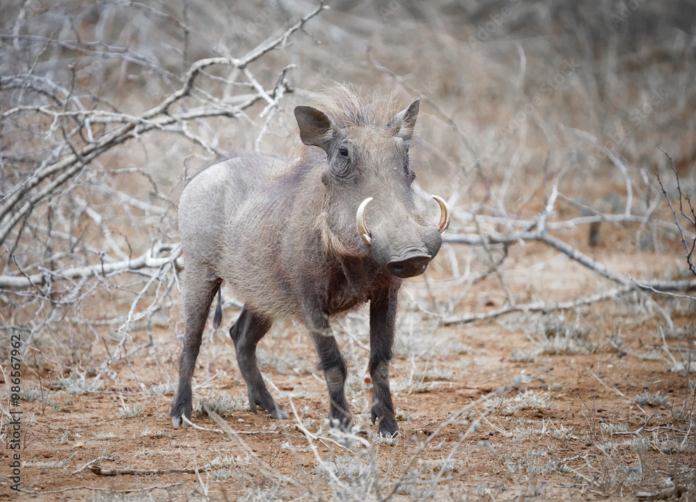 Fototapeta premium African warthog in the savanna