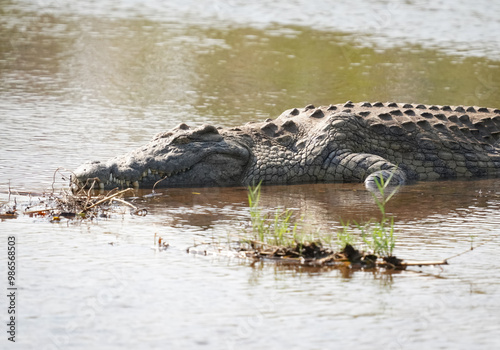 African crocodile in the water
