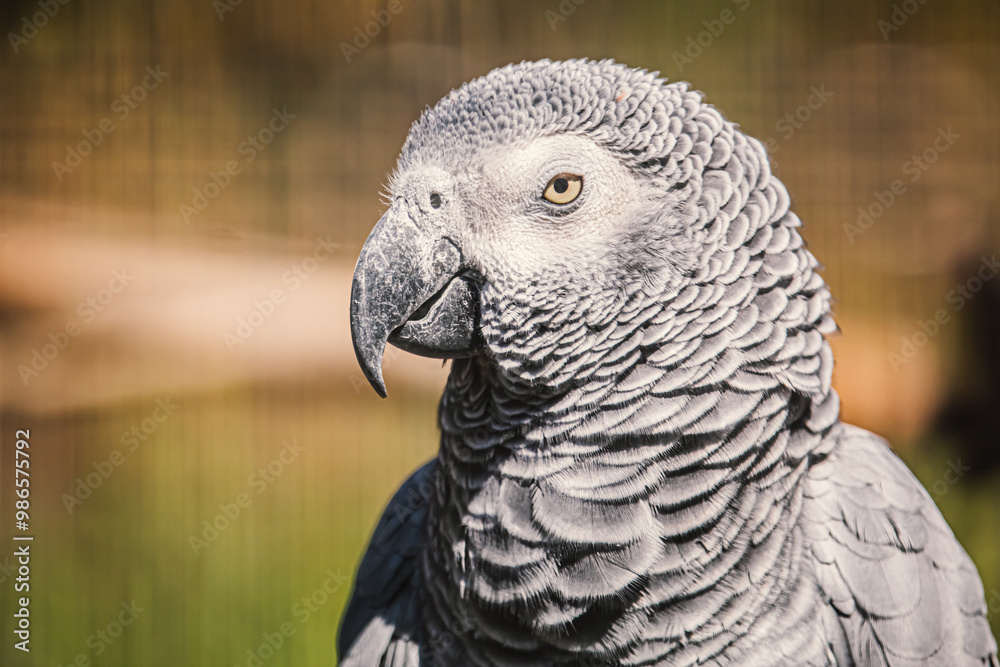 Obraz premium grey parrot portrait