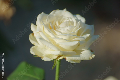 single yellow rose