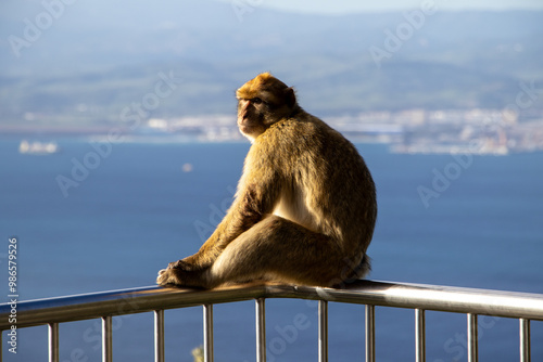 Barbary macaque sitting on a railing with ocean view in Gibraltar
