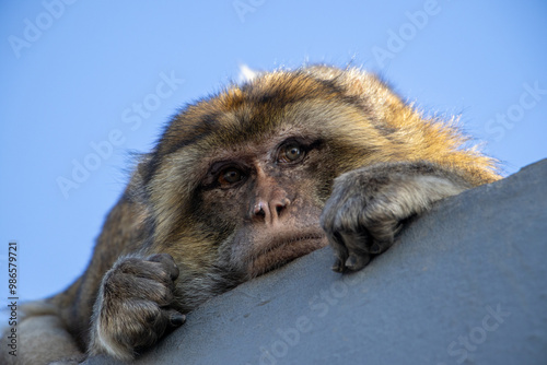 Close-up of a resting Barbary macaque with thoughtful expression in Gibraltar