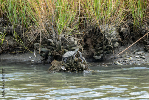 Pair of diamondback terrapins on a mound of mussels in a Maryland wetland area