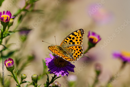 A Queen of Spain fritillary (Issoria lathonia), resting on Michaelmas daisies (Aster).