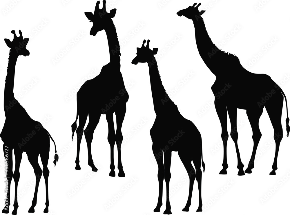Fototapeta premium four giraffes collection isolated on white