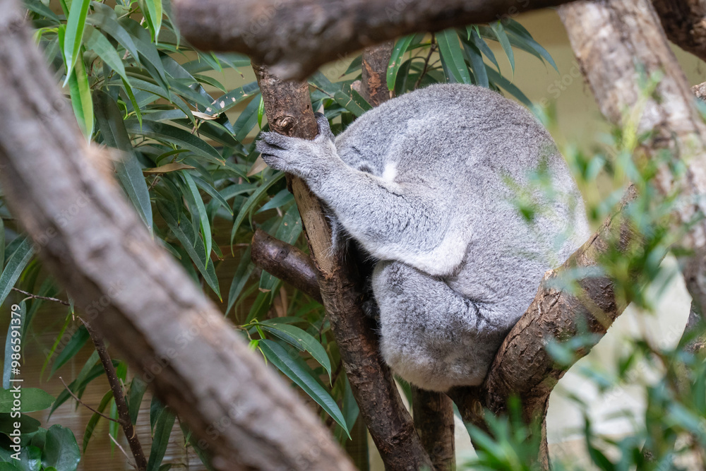 Obraz premium Koala (Phascolarctos cinereus) sleeping on a tree branch