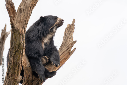 Spectacled bear (Tremarctos ornatus) sits on top of a tree and watches