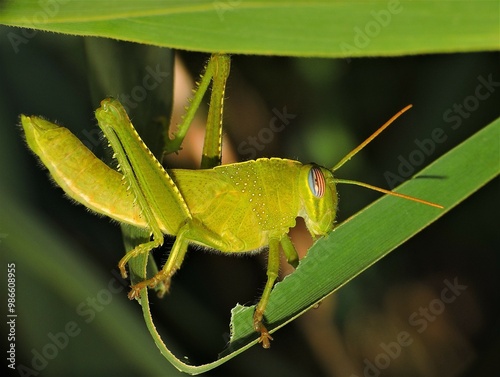 Anacridium aegyptium photo