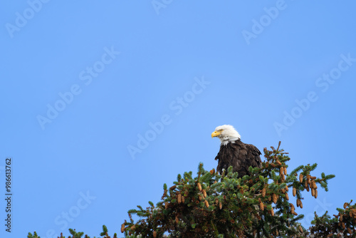 Beautiful Bald Eagle photo