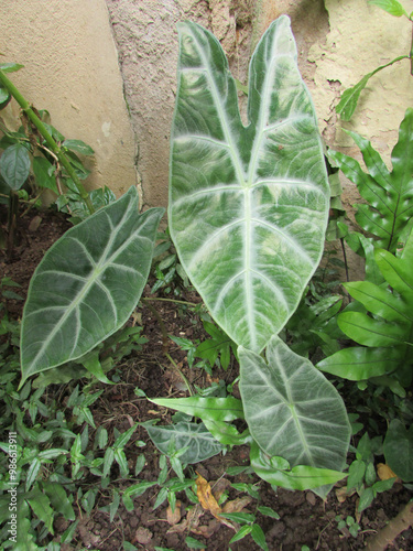 A beautiful Horseface plant (Alocasia) in a small home garden photo