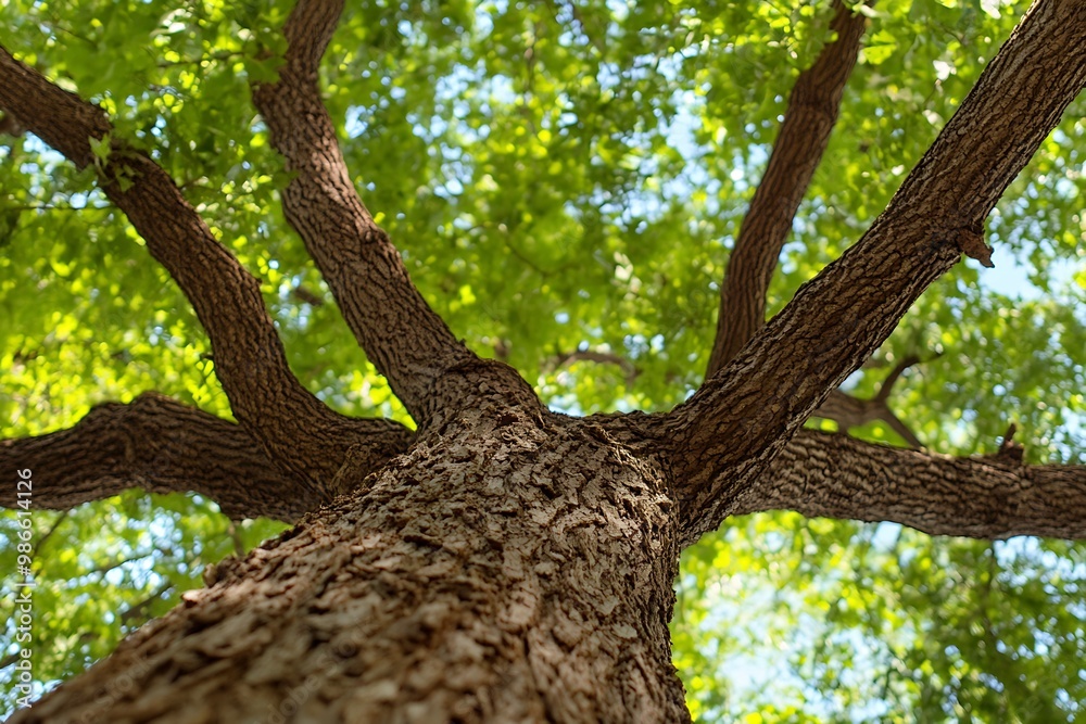 Naklejka premium Looking up at the massive trunk and branches of a large tree in a forest. Nature, outdoor, environment, forest