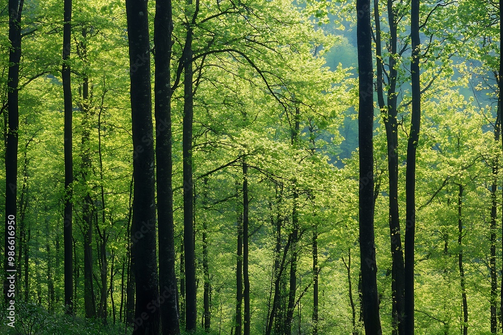 Naklejka premium Sunlight filtering through a dense green forest canopy, creating a peaceful and tranquil atmosphere