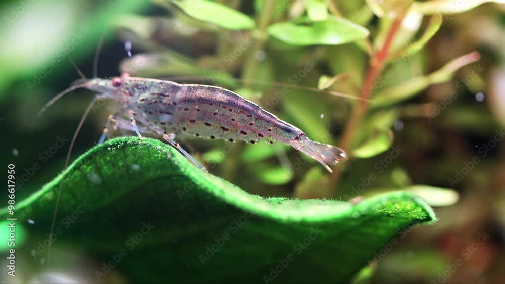 Beautiful view of Adding Algae-Eating Shrimp To A New Aquarium