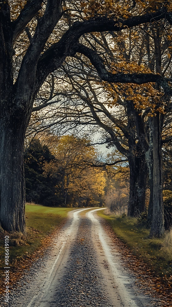 Obraz premium Serene Autumnal Forest Road with Winding Pathway and Sunlight